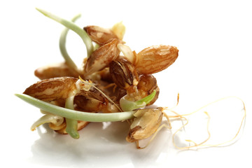 Wheat germs, isolated on white