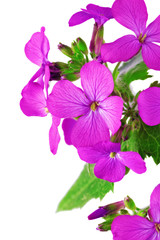 Beautiful violet flower.Closeup on white background. Isolated