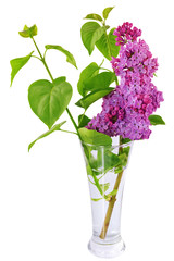 Beautiful Bunch of Lilac in the Vase.
