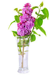 Beautiful Bunch of Lilac in the Vase.