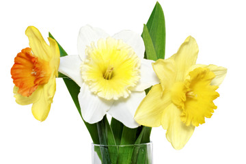 Beautiful spring flowers : -white narcissus (Daffodil).
