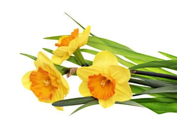 Beautiful spring three flowers : orange narcissus (Daffodil).
