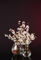 Beautiful blooming branches in vases on bright background
