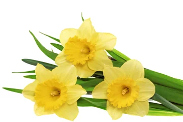 Papier Peint photo Lavable Narcisse Beautiful spring three flowers : yellow narcissus (Daffodil).
