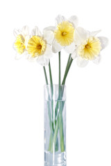 Beautiful spring flowers : -white narcissus (Daffodil).