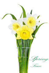 Beautiful spring flowers : -white narcissus (Daffodil).
