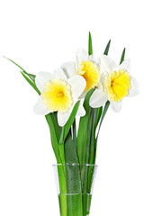 Beautiful spring flowers : -white narcissus (Daffodil).