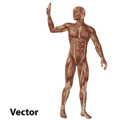 Vector 3D human or man with muscles for anatomy or sport