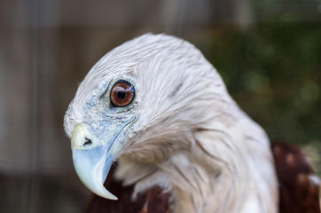 Brahminy kite, Red-backed sea-eagle