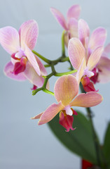 Obraz na płótnie Canvas brick red orchid