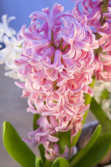 pink hyacinth  for Easter