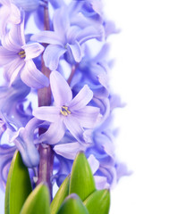 violet flower hyacinth isolated