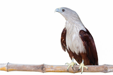 Brahminy kite, Red-backed sea-eagle