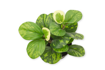 Isolate Plastic green tree on top view