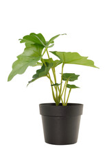 Isolate plant