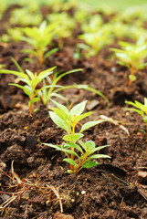Growing plant in soil garden