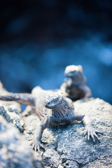 Marine iguanas