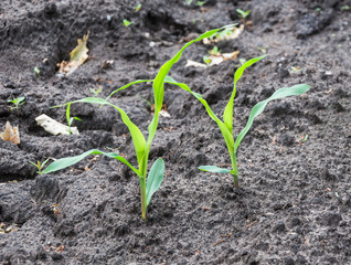 Two young maize plants in earth