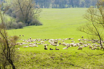 Fototapeta premium Flock of Sheep
