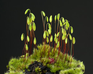 Birnmoos, Pohlia nutans