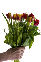 Tulpen_Tulips