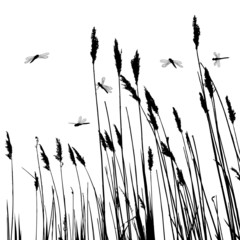 Real grass silhouette and  few dragonflies  - vector - obrazy, fototapety, plakaty