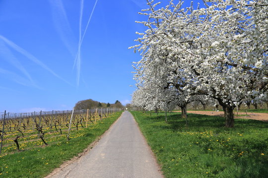 Kirschbl&uuml;te in Frauenstein (Wiesbaden)