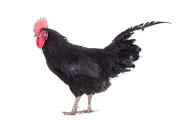 Black rooster isolated on a white background © Farinoza
