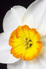 Close up white and orange daffodil on black