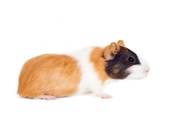 Guinea pig baby isolated on white background
