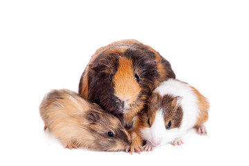 Fototapeta premium Mother Guinea Pig and her two babies against white