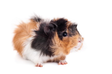 Fototapeta premium Guinea pig isolated on white background
