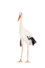 White Stork - Ciconia ciconia. Isolated on white.