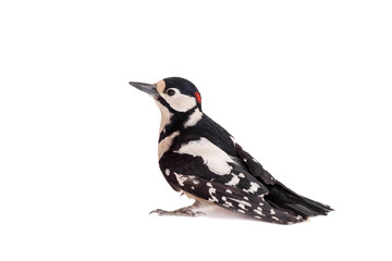 Great Spotted Woodpecker (Dendrocopos major) on white