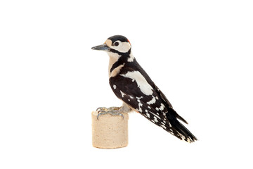 Great Spotted Woodpecker (Dendrocopos major) on white