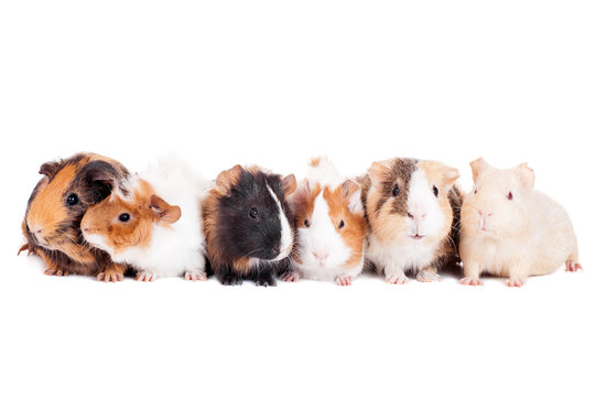 Group Of 6 Guinea Pigs On A White Background