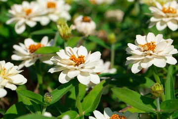 white chrysanthemum in the garden