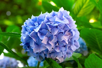 Papier Peint photo Lavable Hortensia fleur d& 39 hortensia bleu