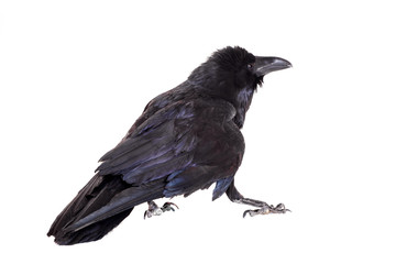 Common Raven (Corvus corax), 28 years old, on white