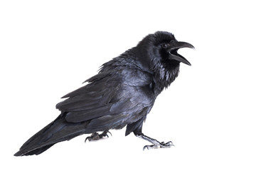 Common Raven (Corvus corax), 28 years old, on white - obrazy, fototapety, plakaty