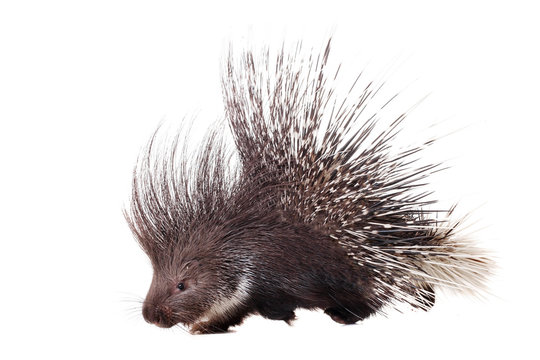 Indian crested Porcupine (Hystrix indica) on white