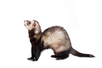Ferret (10 years old) isolated over white background