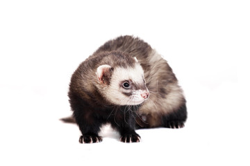 Ferret (10 years old) isolated over white background