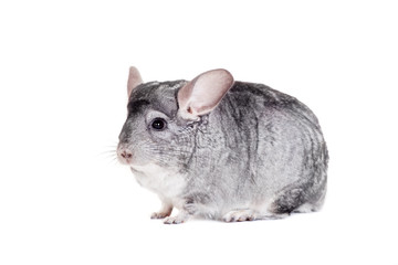 Chinchilla isolated on white