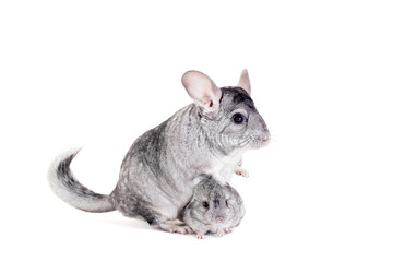 Chinchilla with babies isolated on white