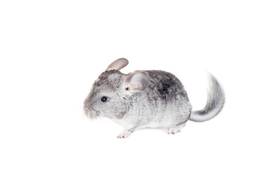 Baby chinchilla isolated on white