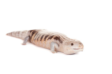 Eastern Blue-tongued Skink (Tiliqua scincoides scincoides)