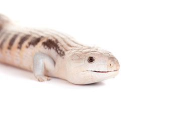 Eastern Blue-tongued Skink (Tiliqua scincoides scincoides)