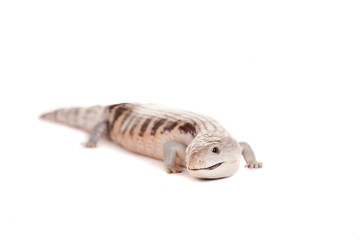 Fototapeta premium Eastern Blue-tongued Skink (Tiliqua scincoides scincoides)