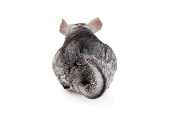 Chinchilla Isolated On White